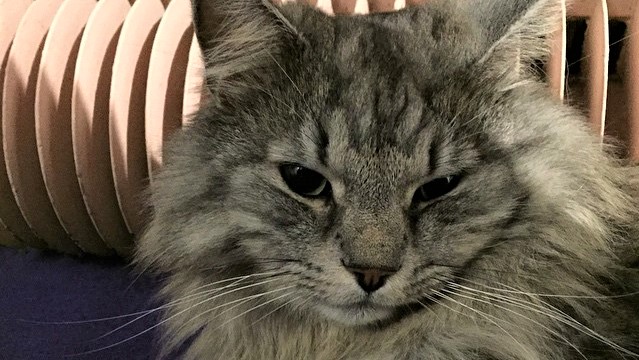 Ball of floof at Cat Cafe Purnauskis in Tampere, Finland | Image Credit: Nomad Epicureans