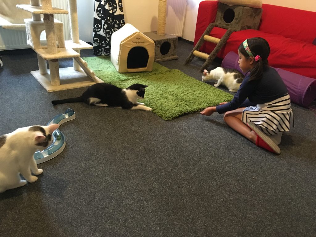 Cat cafe in Prague is kid friendly