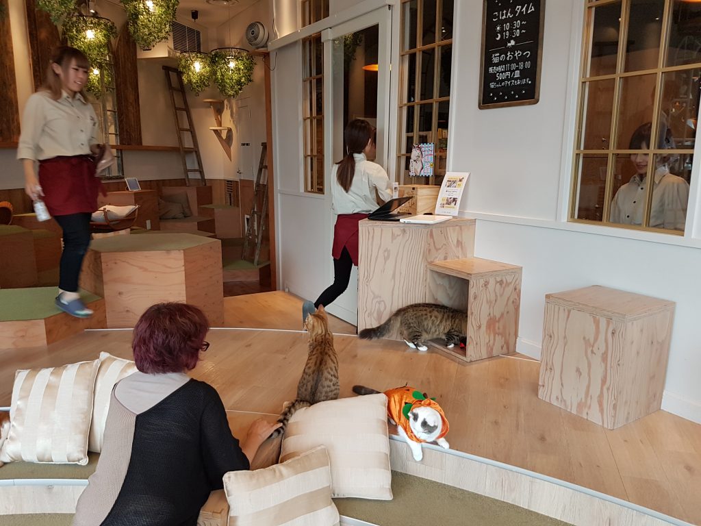 Interior shot of cat cafe in Tokyo