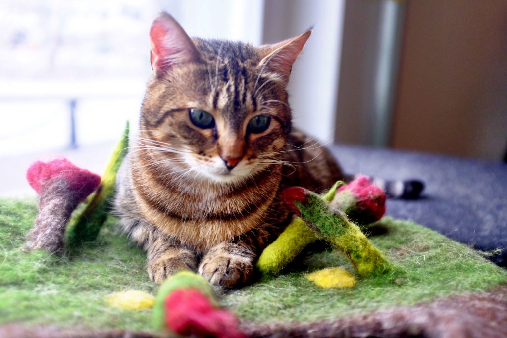Cat Cafe Nurri | Cat at play