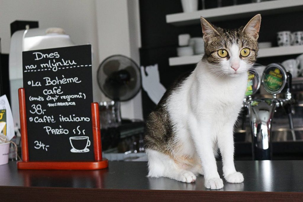 Cat cafe in Olomouc, Czech Republic by Love and Road