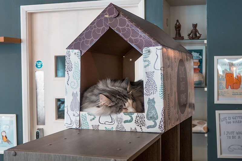 Cat sleeping in a little house