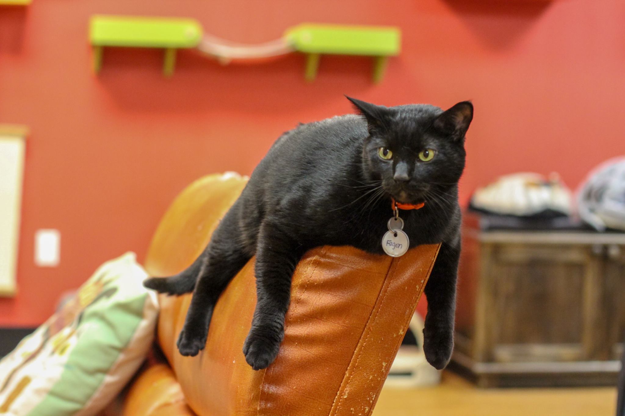The ultimate list of 28 best cat cafes around the world