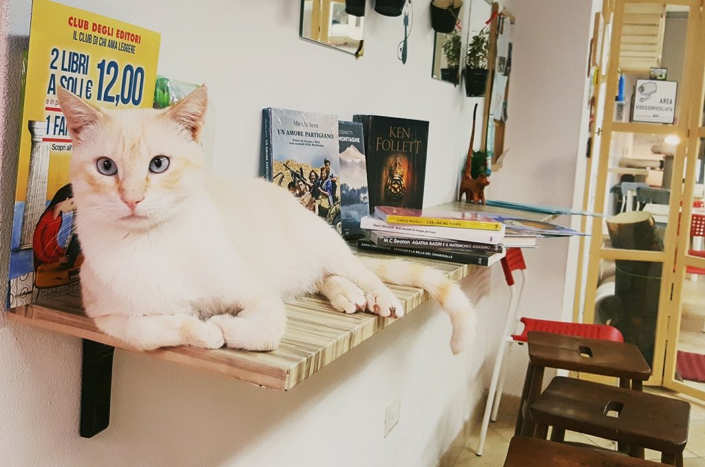 Cat cuddle and a book anyone? | Image credit: Claudia of My Adventures Across the World