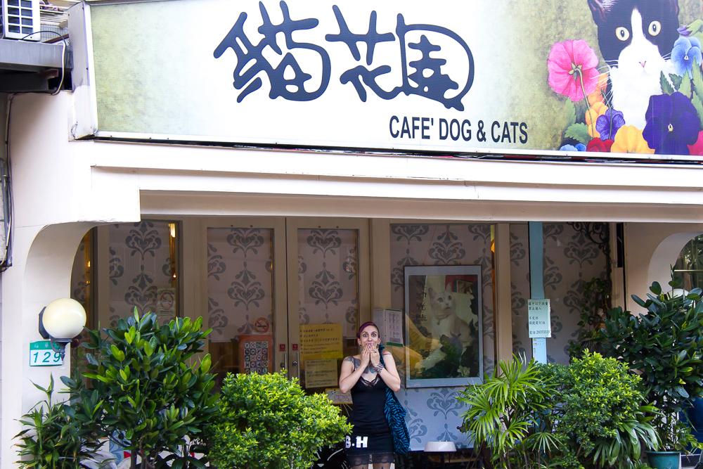 Cat cafe exterior in Taipei