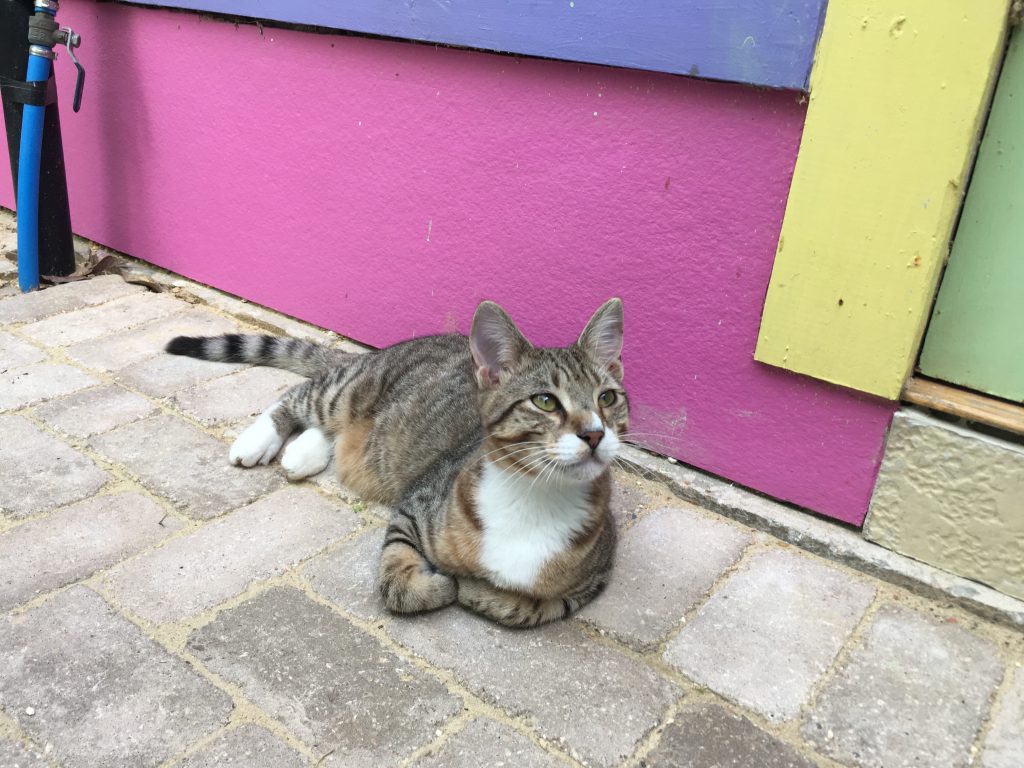 Cat cafe in New Orleans