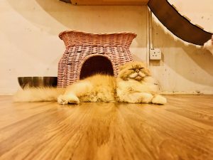 Purrfect cat cafe in Penang, georgetown, Malaysia