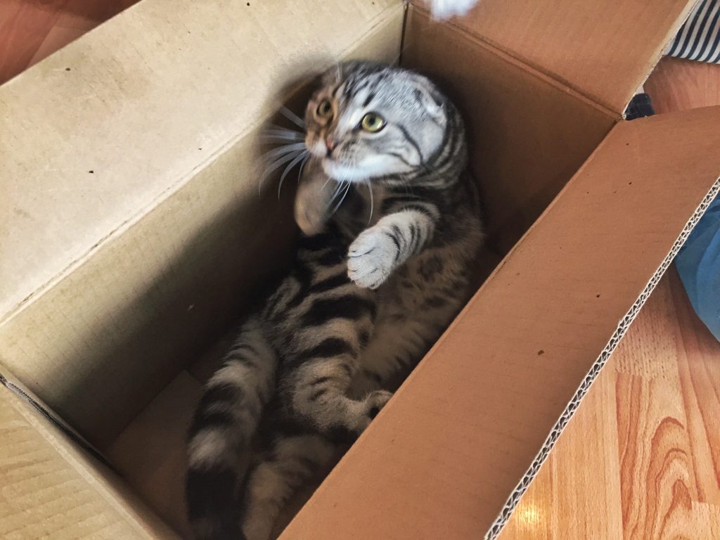 Cat in a box