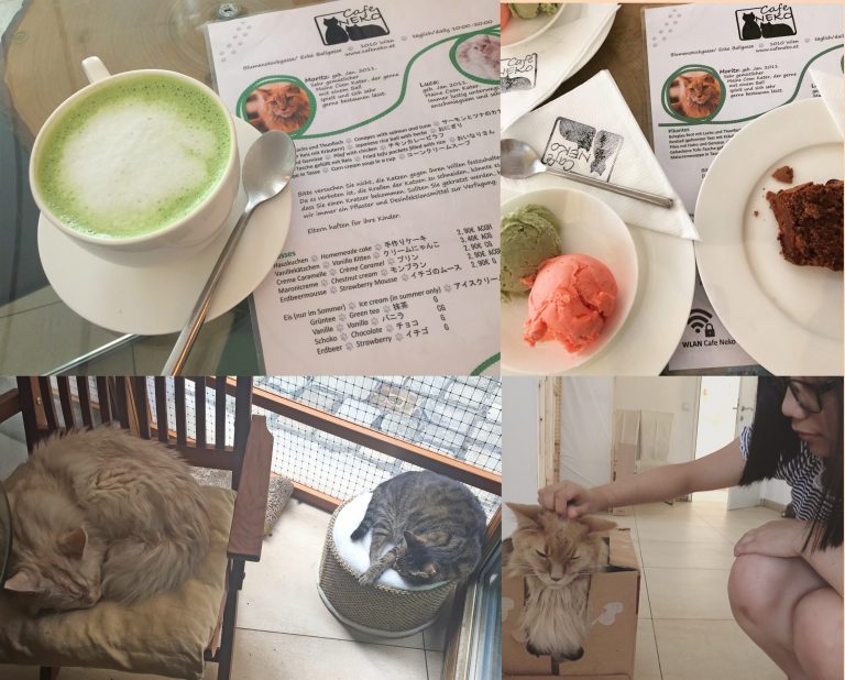 The ultimate list of 28 best cat cafes around the world