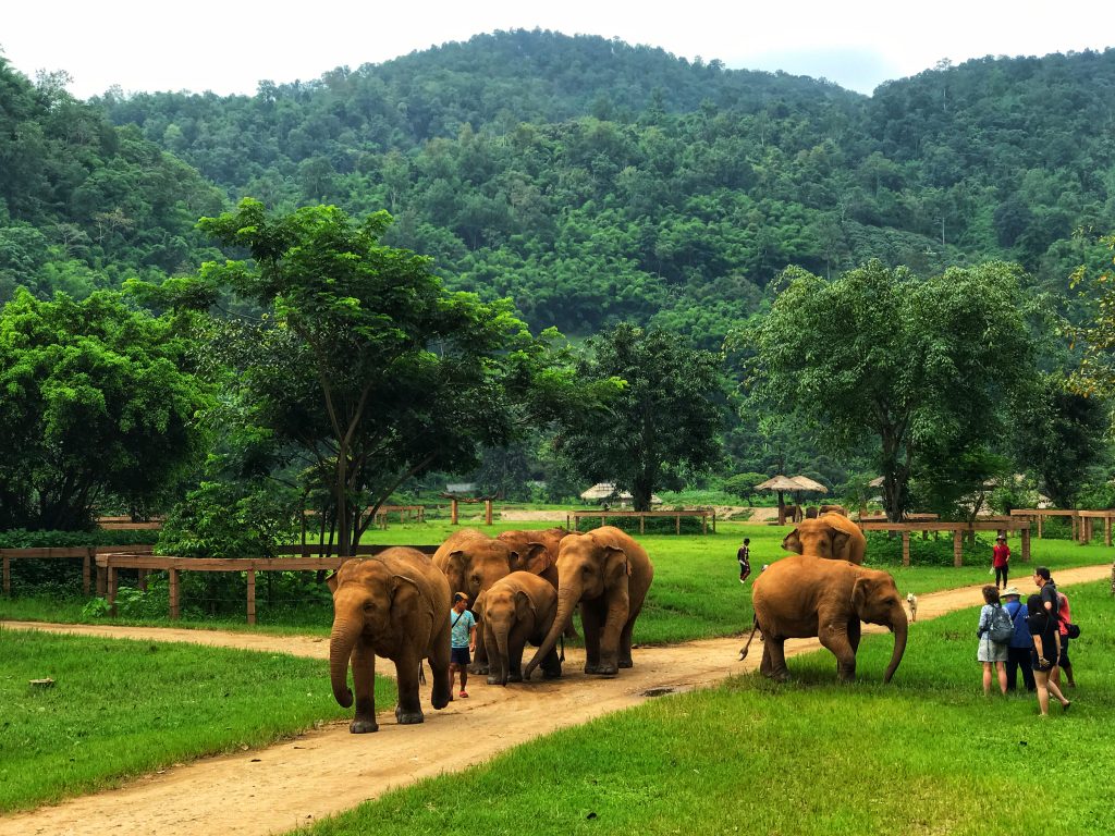 Elephant Nature Park