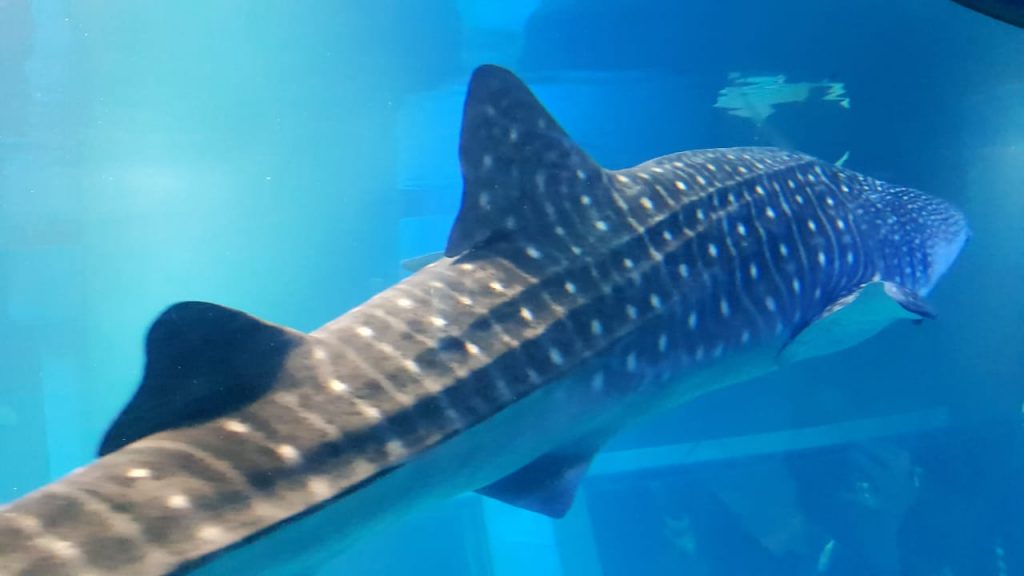 Osaka Aquarium whale shark