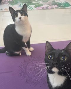 cats on yoga mats | Meowga | Yoga with cats in Dubai